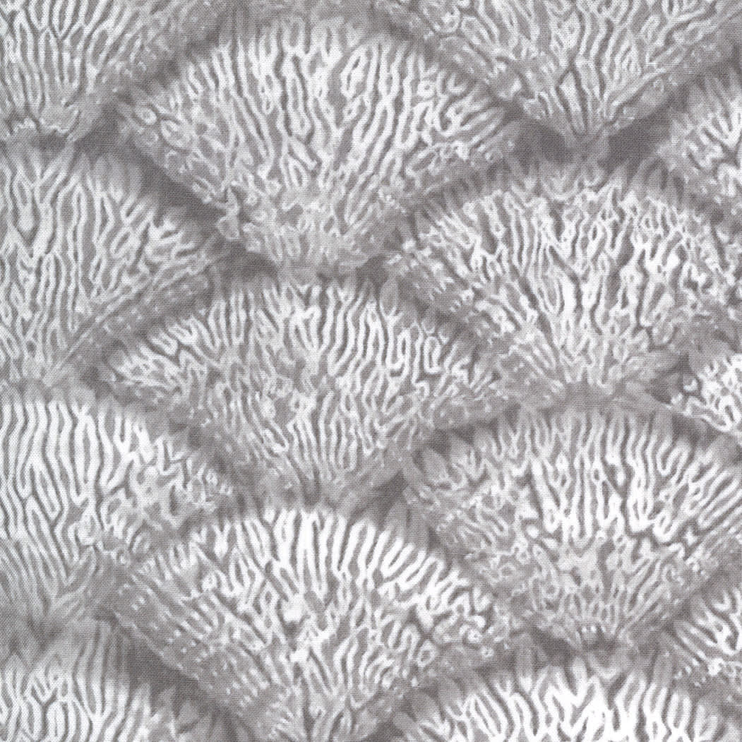 Tochi 4806119 Clamshell Shibori Kaishi Grey by Moda Fabrics Tochi 4806119 Clamshell Shibori Kaishi Grey by Moda Fabrics